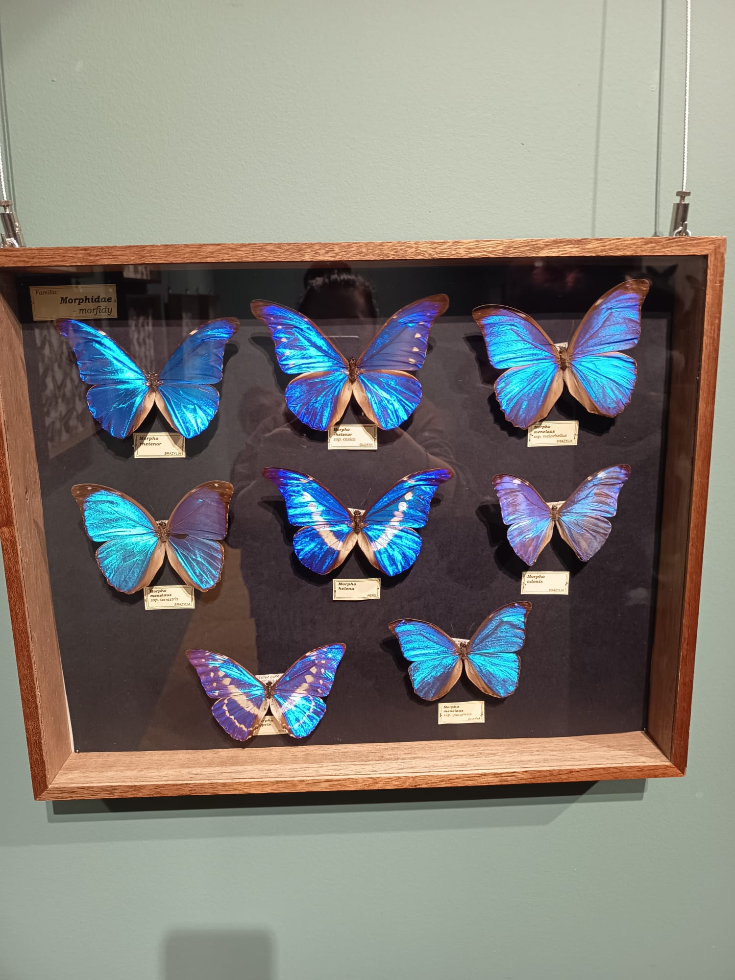 Klasa 6c na wystawie ,,Najpiękniejsze owady świata"