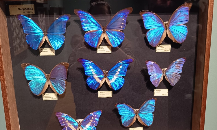 Klasa 6c na wystawie ,,Najpiękniejsze owady świata