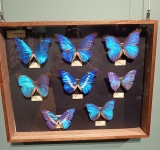 Klasa 6c na wystawie ,,Najpiękniejsze owady świata