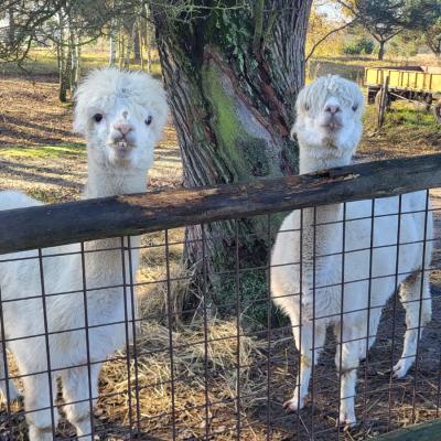 D425d28f 9a56 4b81 A69c A0e7357ce2c9